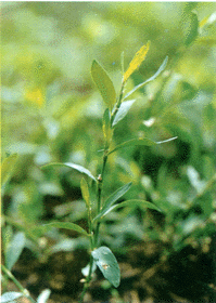 萹蓄 萹蓄